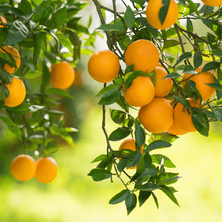 Is Orange Essential Oil Safe for Your Skin? Yes!