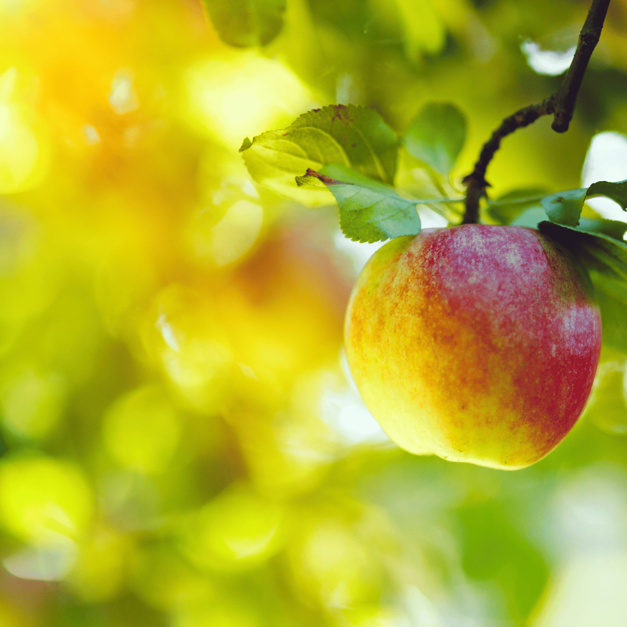 Apple Seed Oil Benefits for Skin