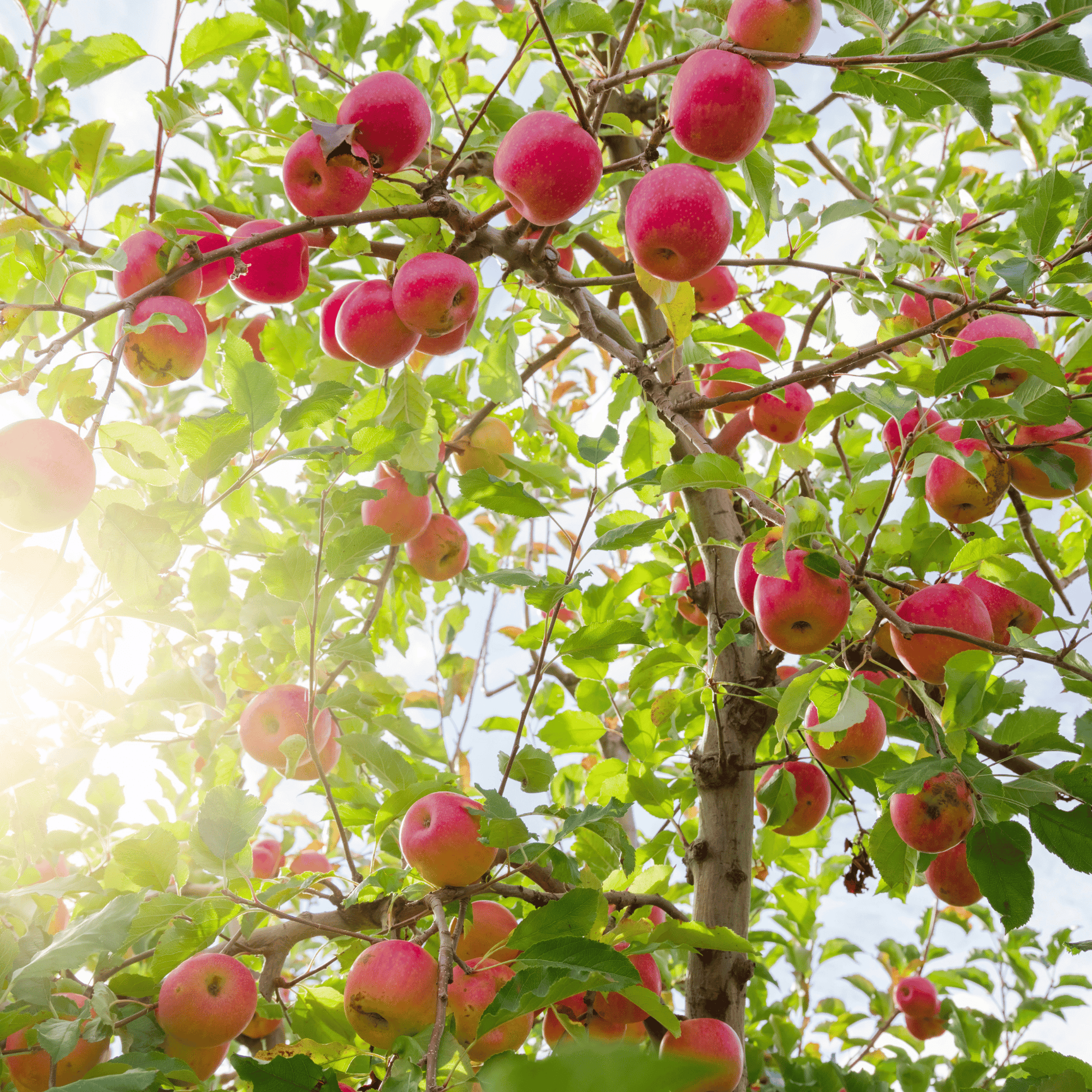 Apple Seed Oil Benefits for Skin