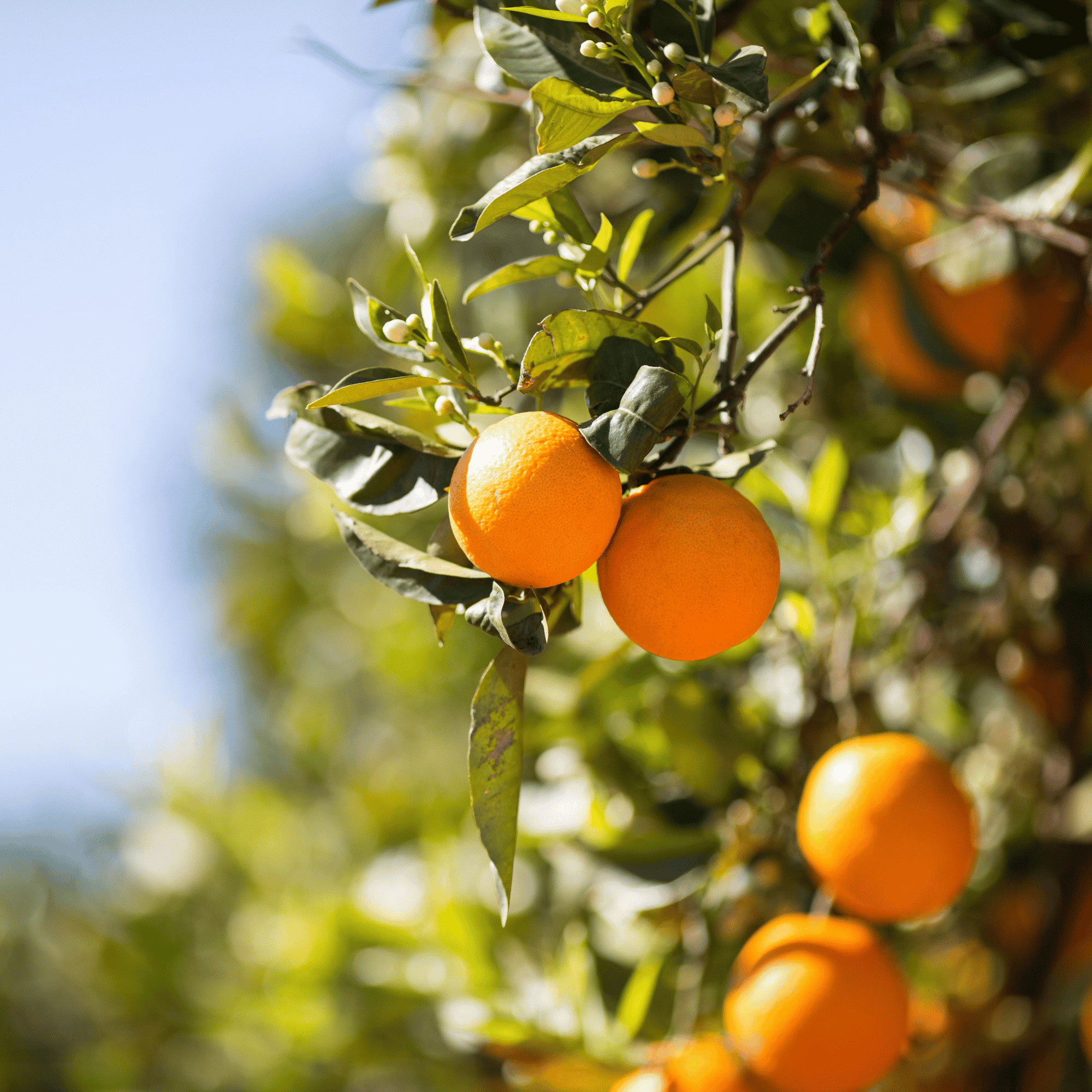 Orange Essential Oil Skin Benefits