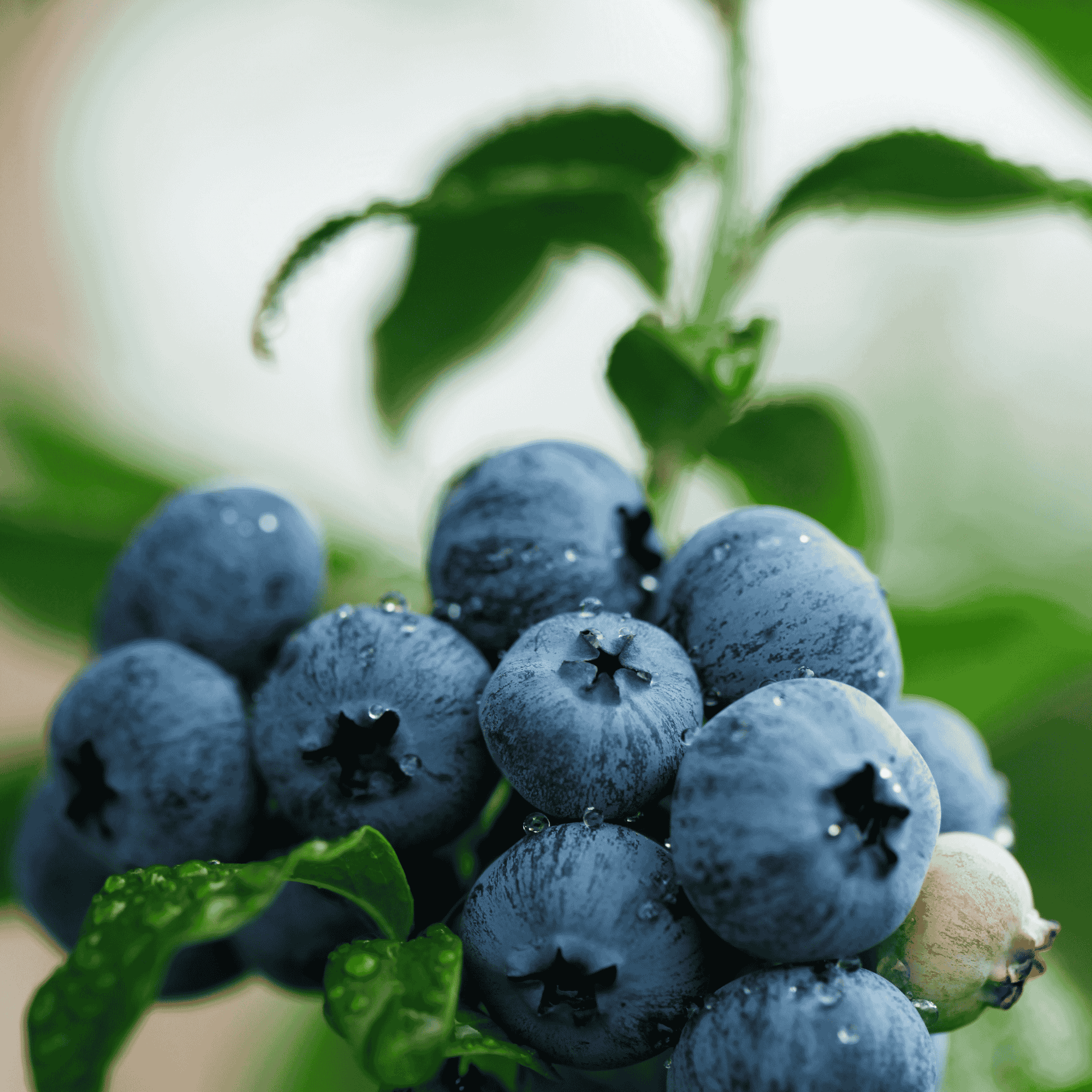 Blueberry Seed Oil