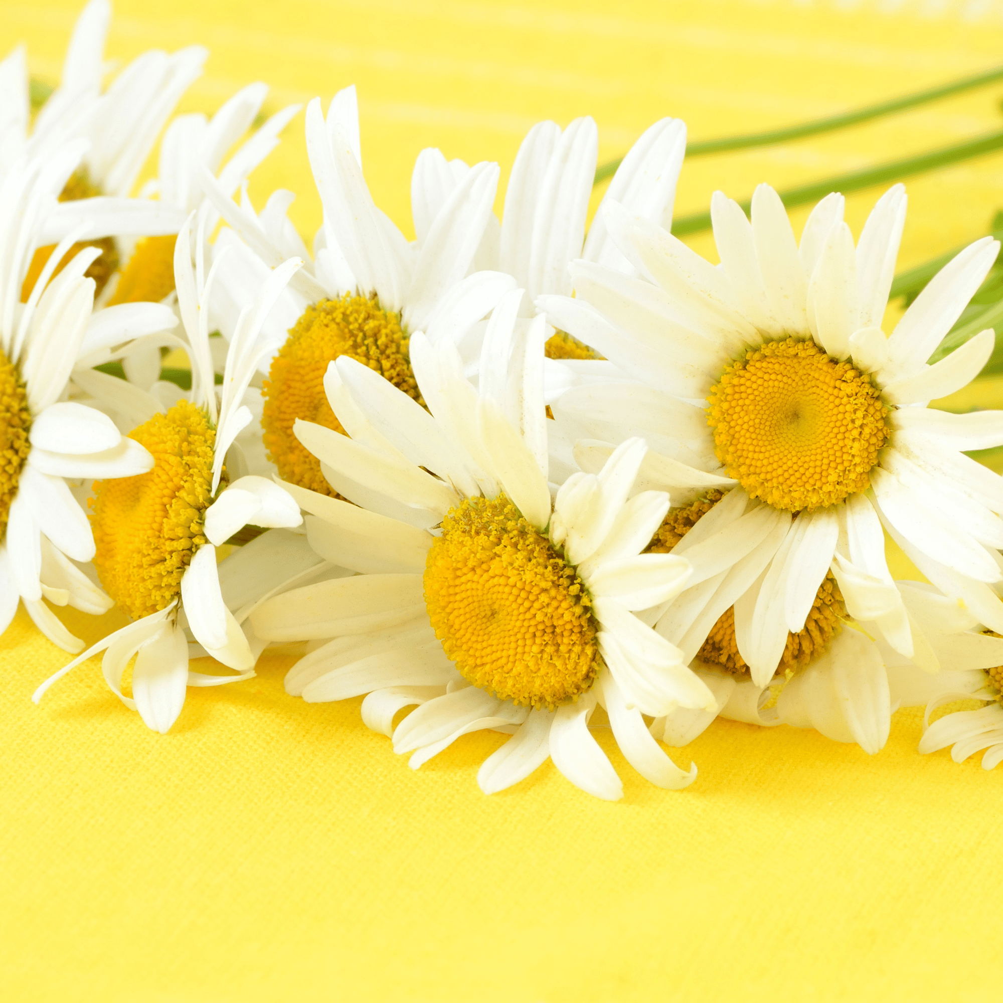 Best Oil Cleanser for Dry Sensitive Skin - Dry Skin Love Chamomile Face Cleanser