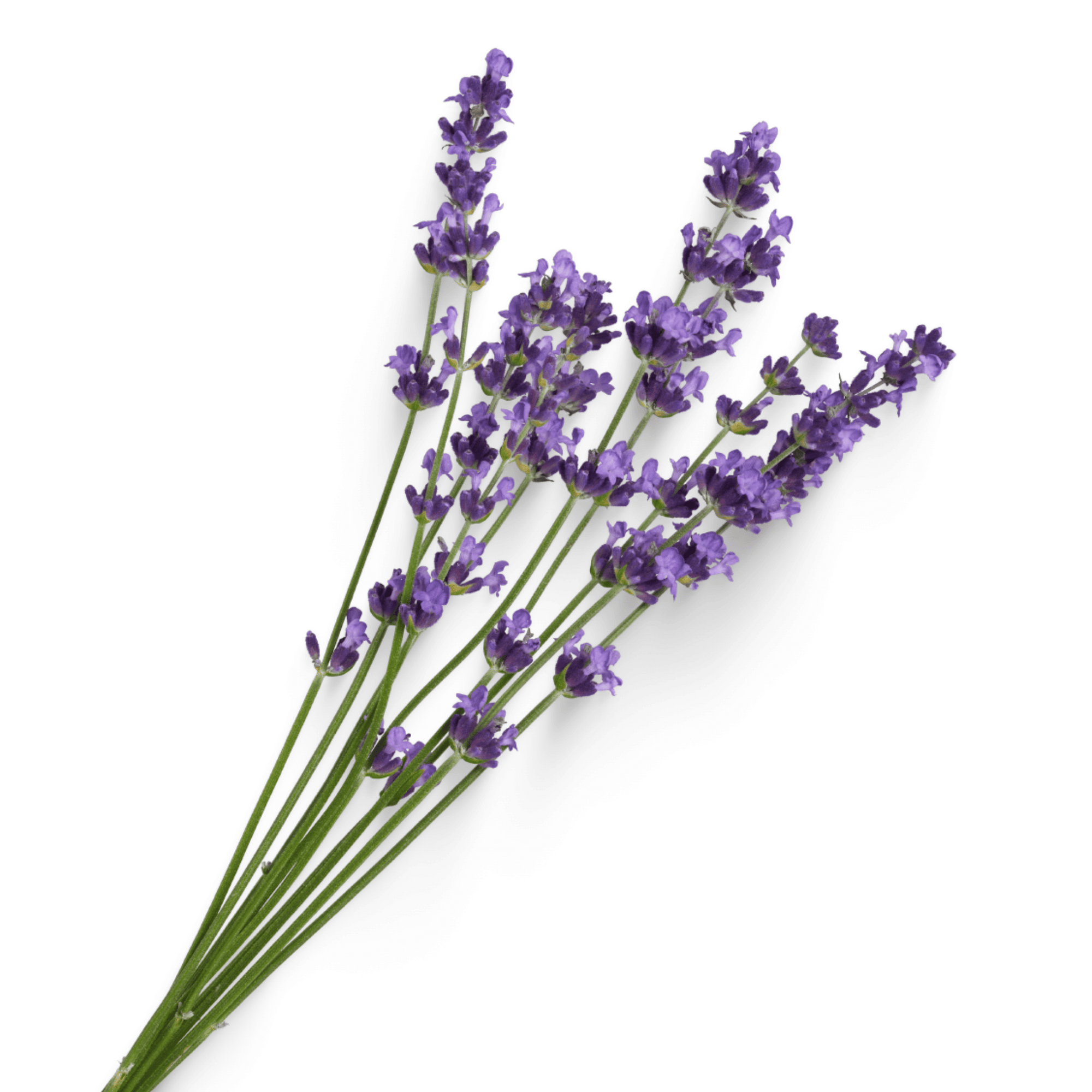 Lavender Incense Sticks