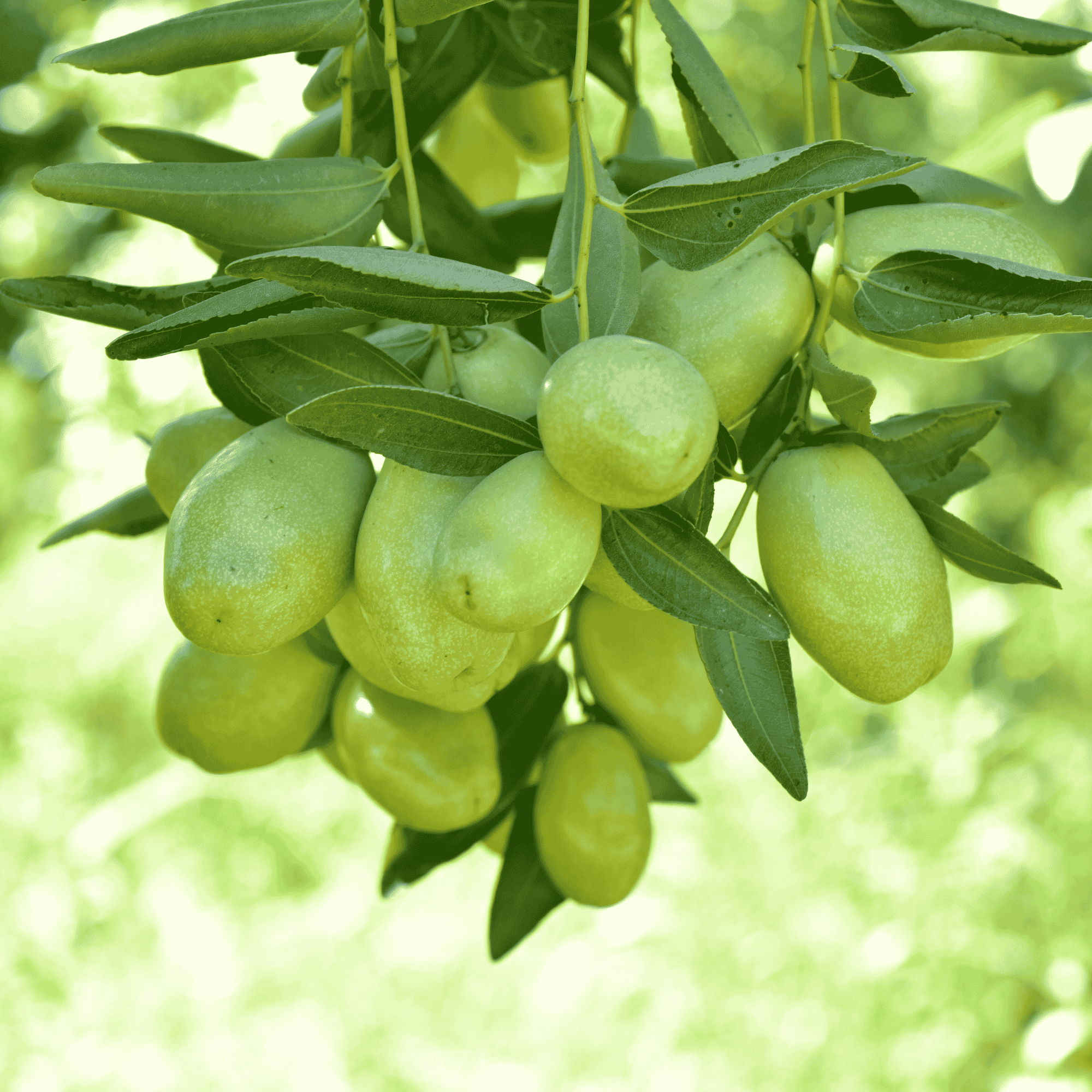 Jojoba Oil benefits for skin