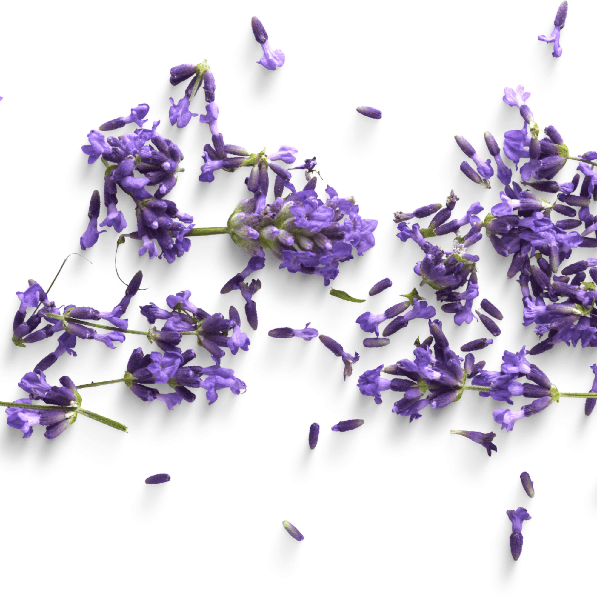 Dry Scalp - Dry Skin Love Lavender Pre-Shampoo Scalp Oil