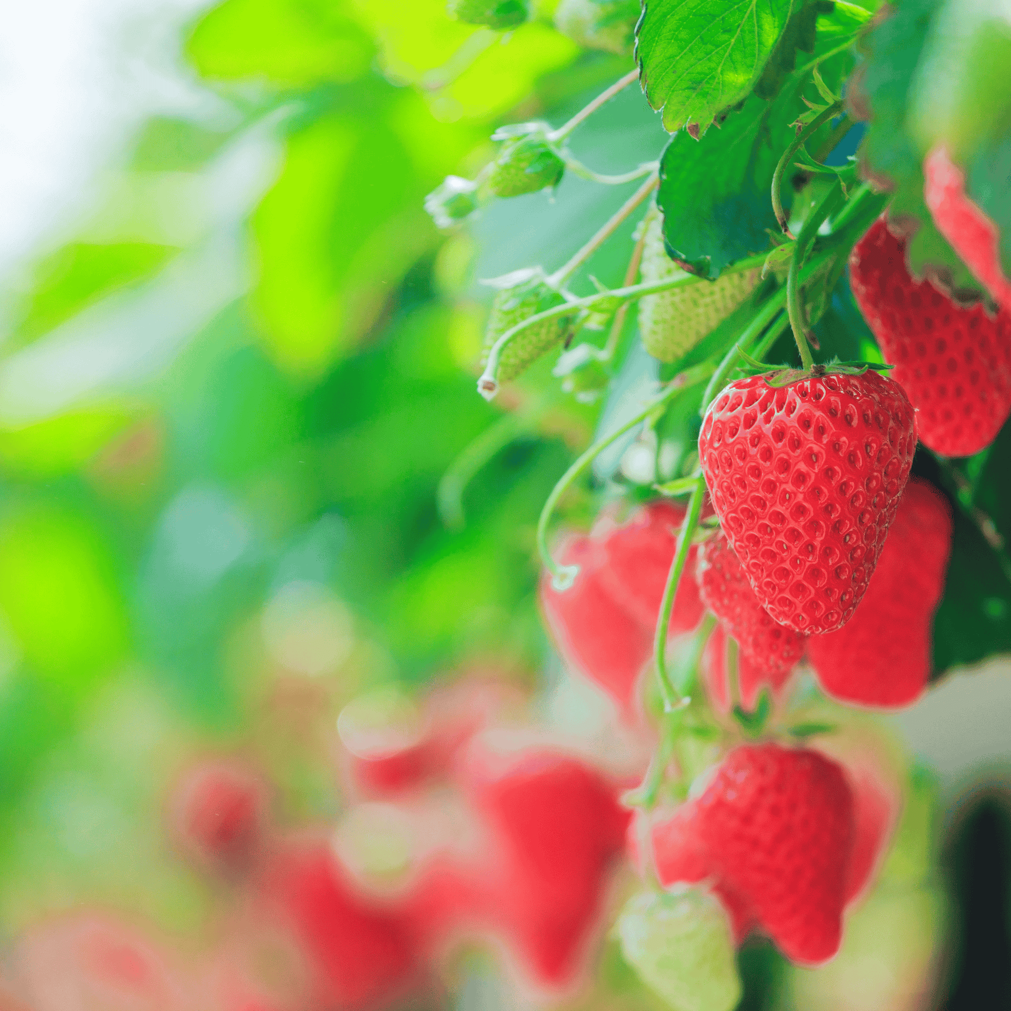 Strawberry Seed Oil Skin Benefits