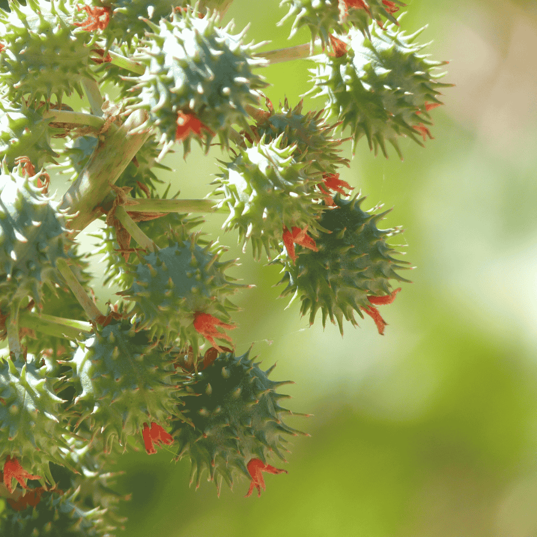Castor oil benefits for skin