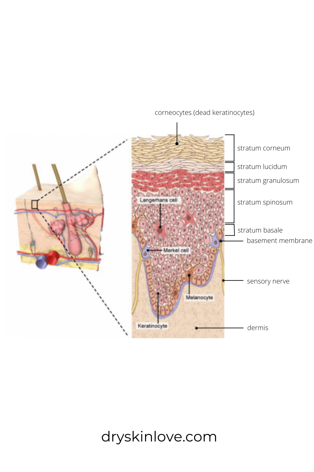 What is Your Skin Barrier