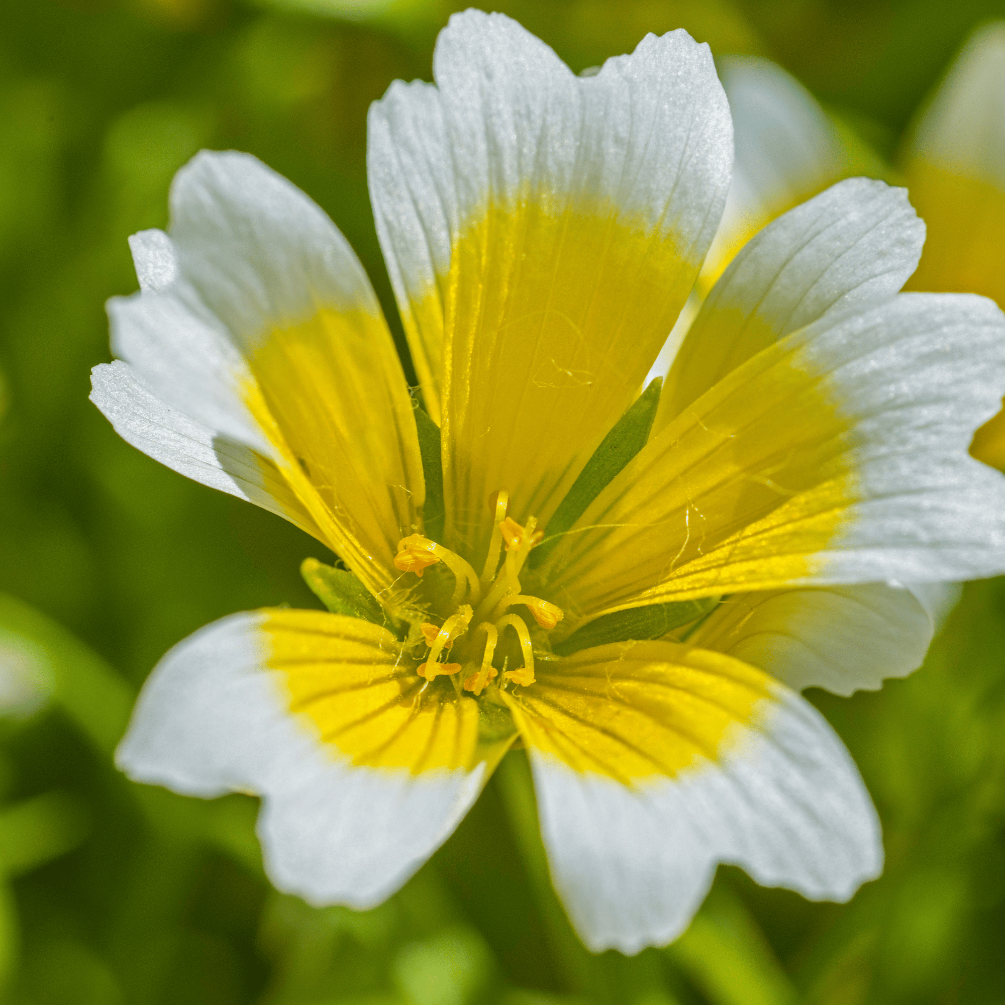 Meadowfoam seed oil