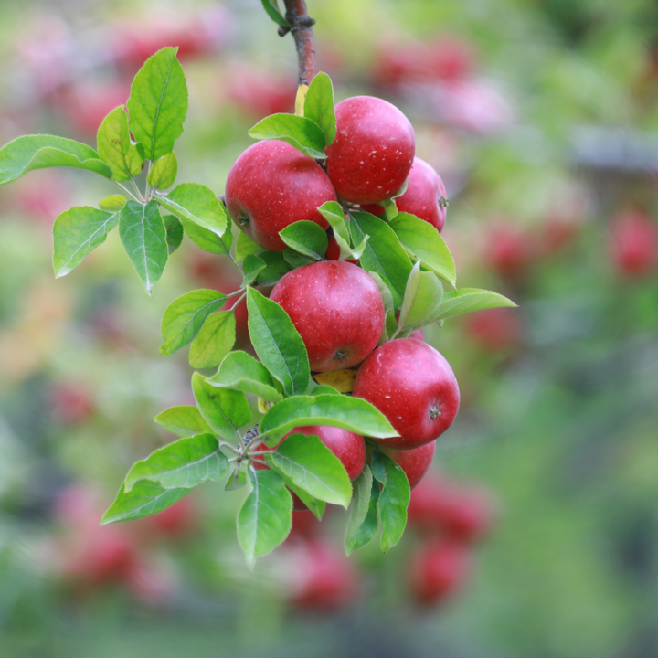 Benefits of Apple Seed Oil
