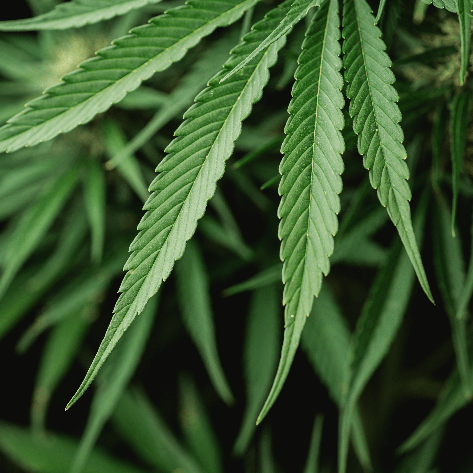 Skin Benefits of Hemp Seed Oil