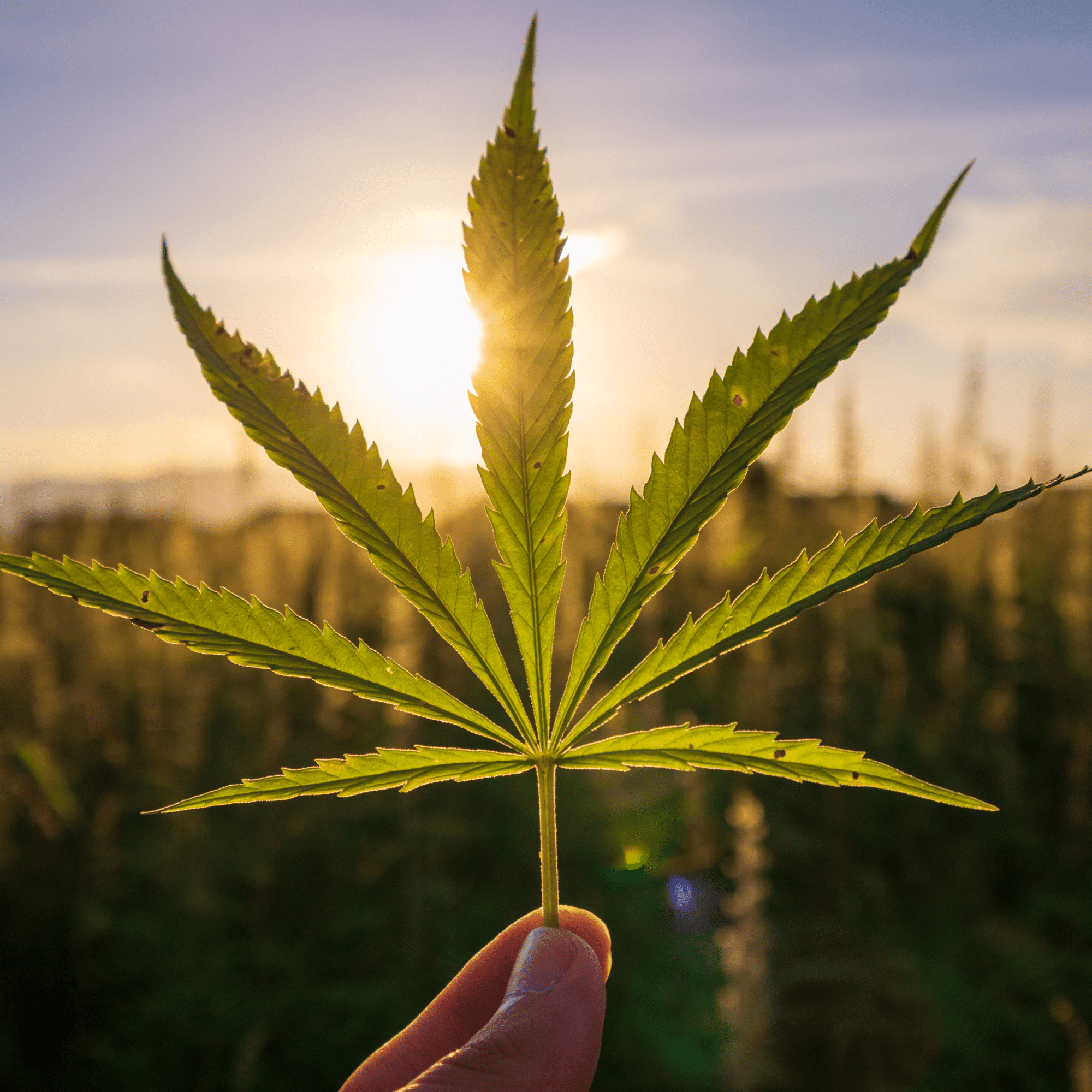 Skin Benefits of Hemp Seed Oil
