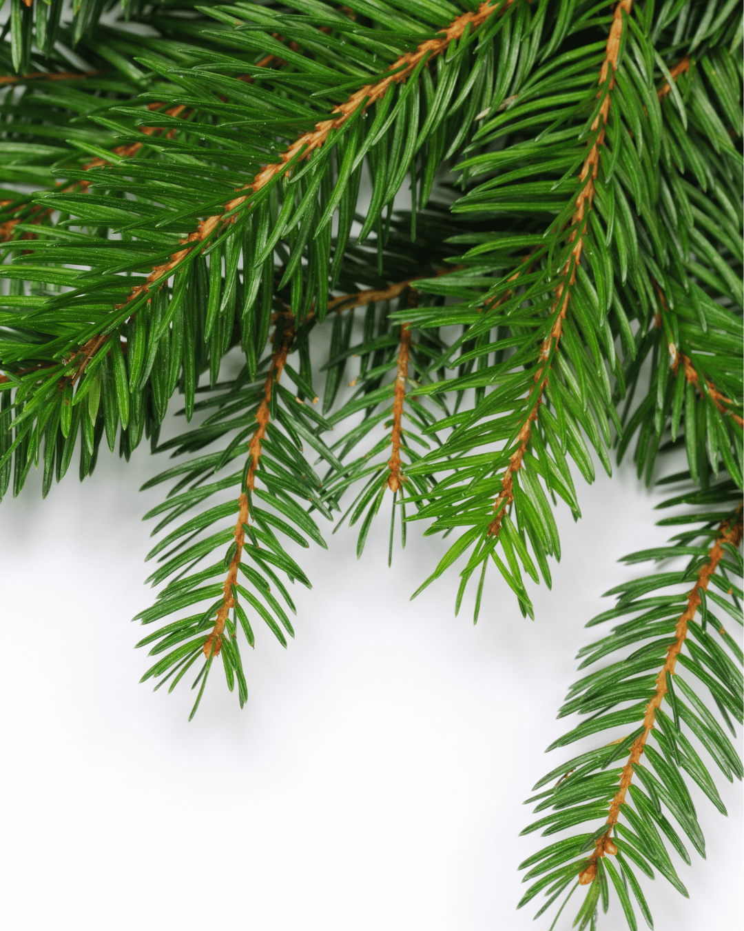 Best smelling incense is Dry Skin Love Balsam Fir Incense