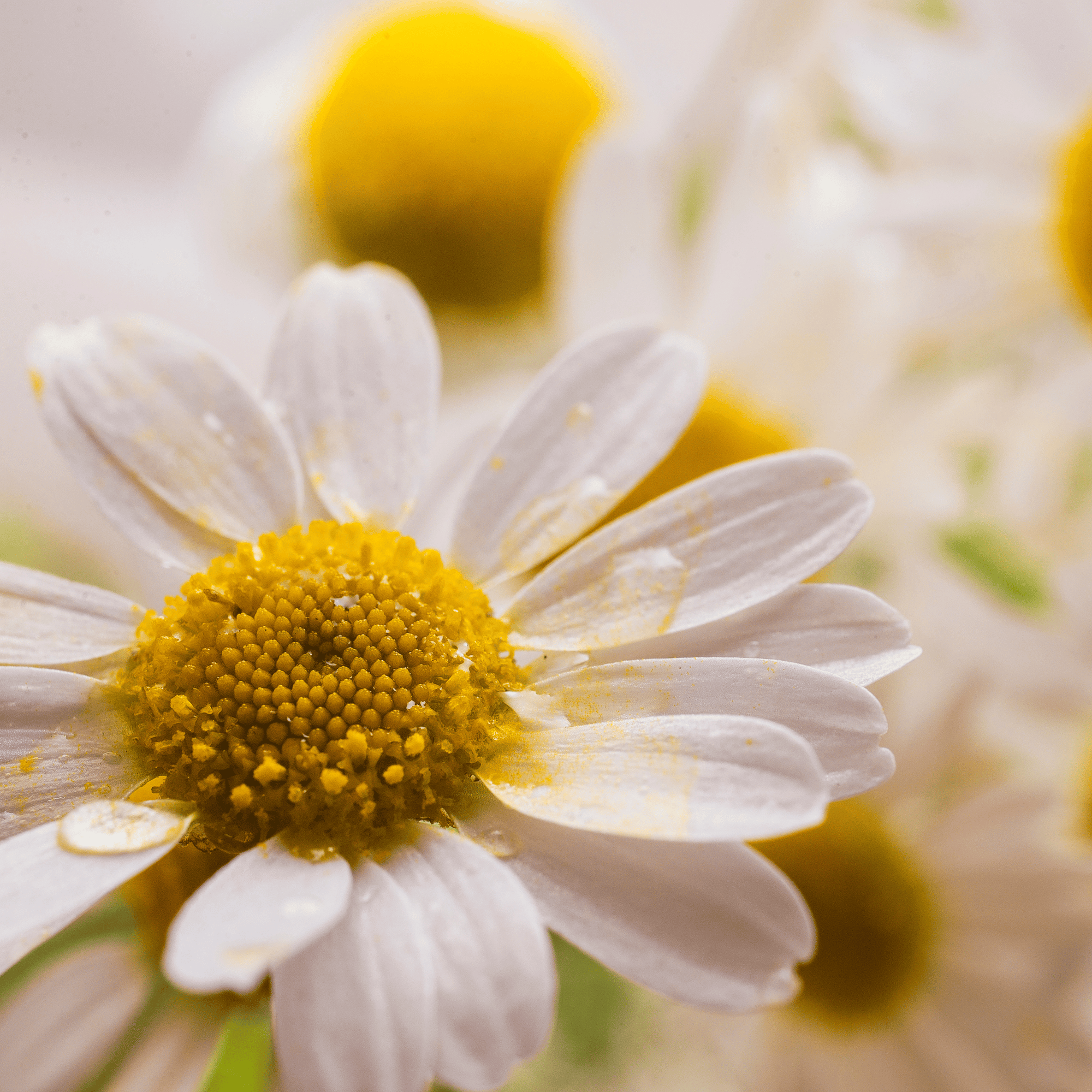 Best Oil Cleanser for Dry Sensitive Skin - Dry Skin Love Chamomile Face Cleanser
