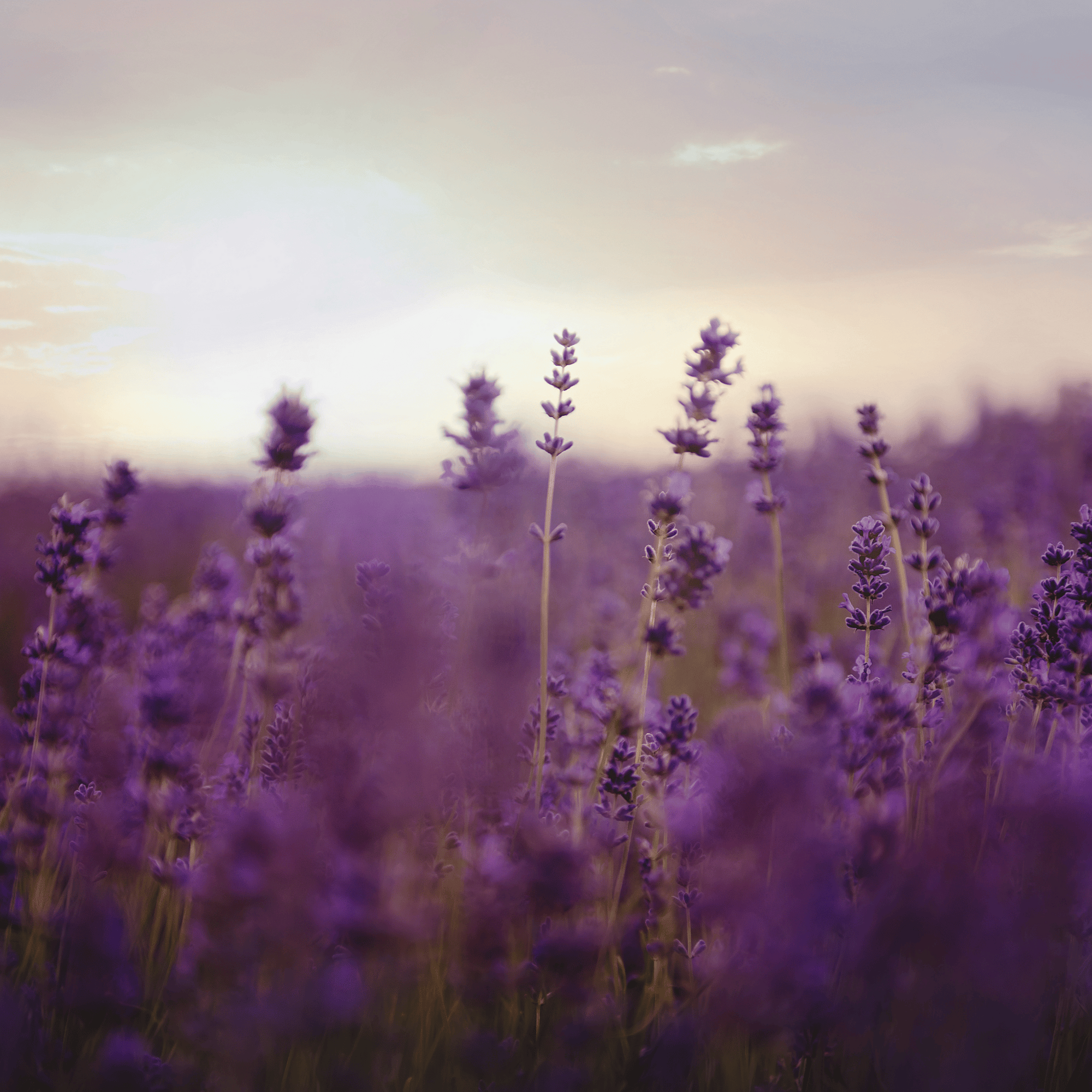 Best smelling incense is Dry Skin Love Lavender Incense Sticks