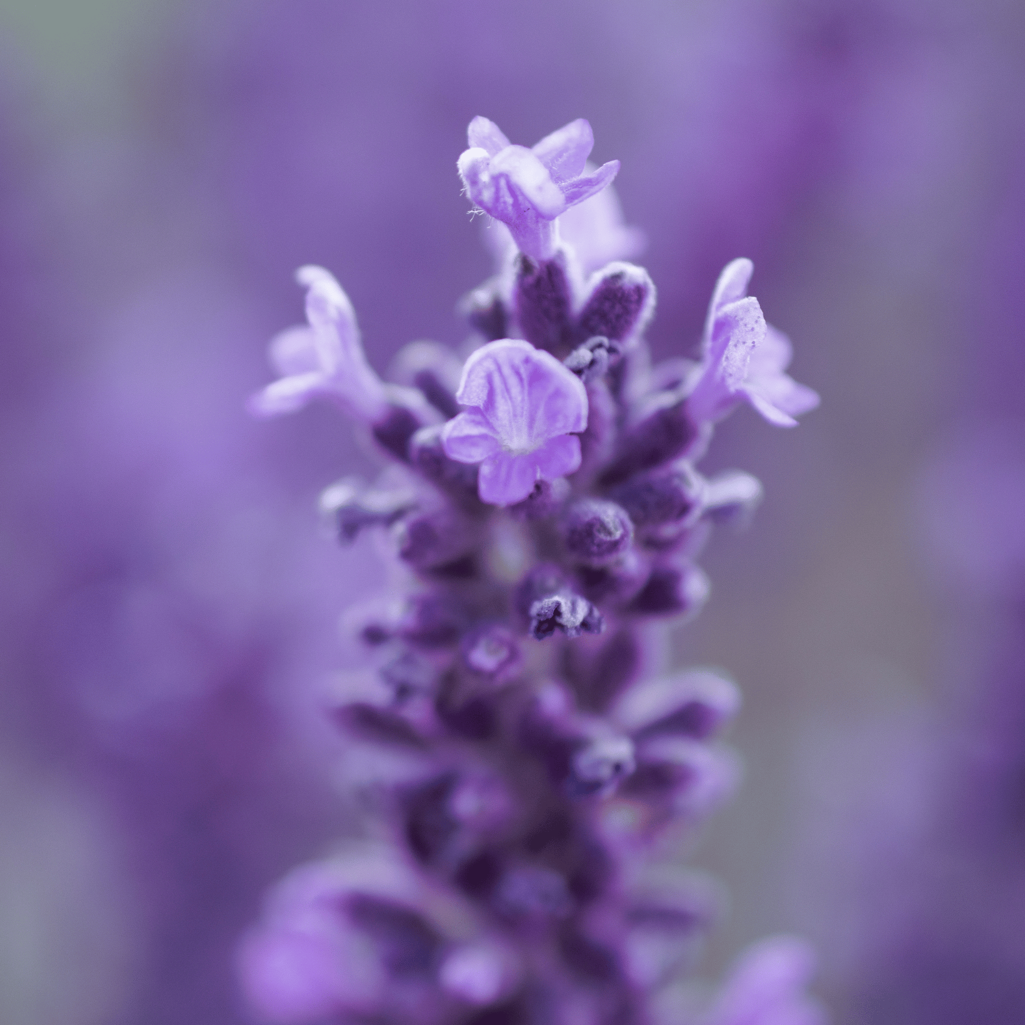 Lavender Incense Sticks