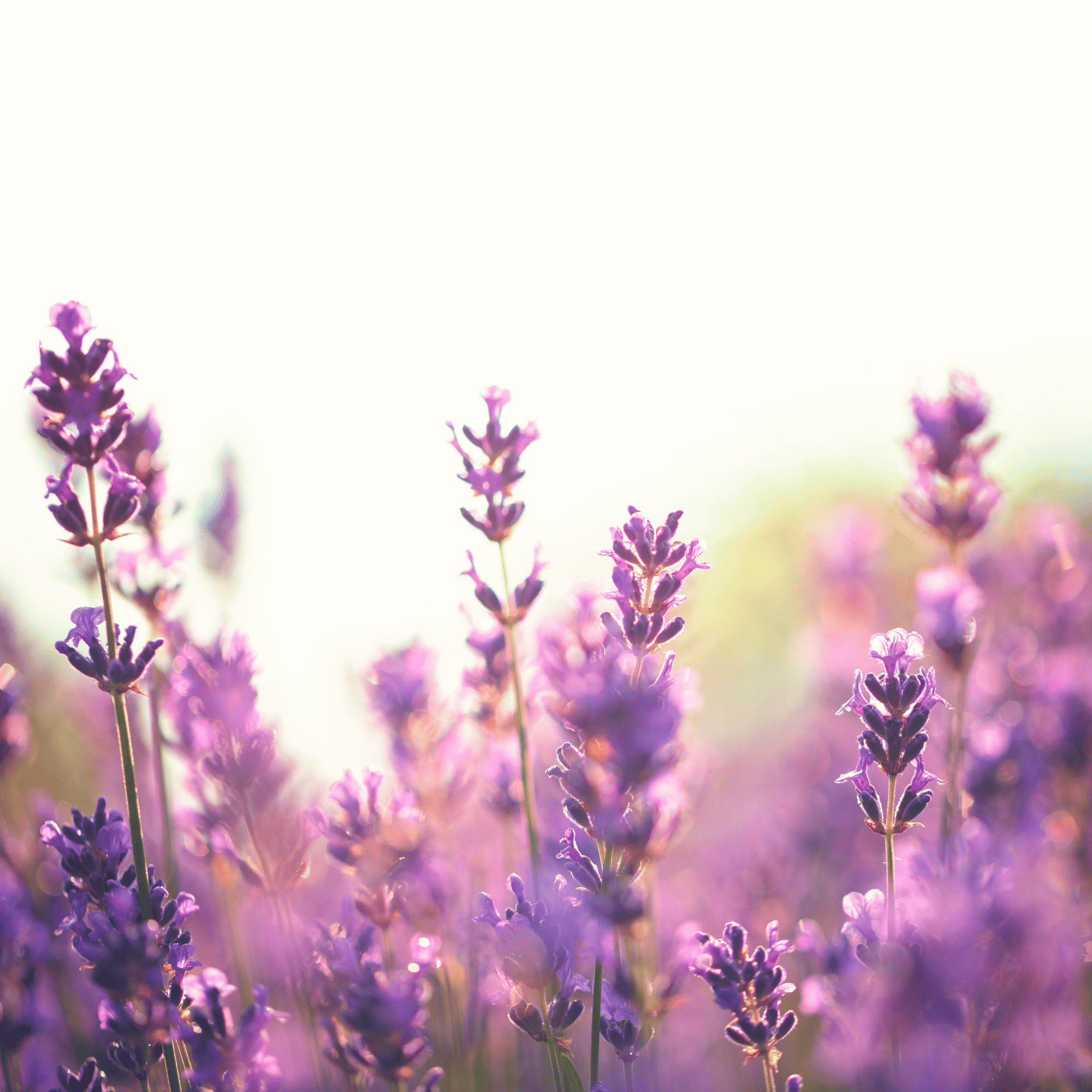 Dry Scalp - Dry Skin Love Lavender Pre-Shampoo Scalp Oil