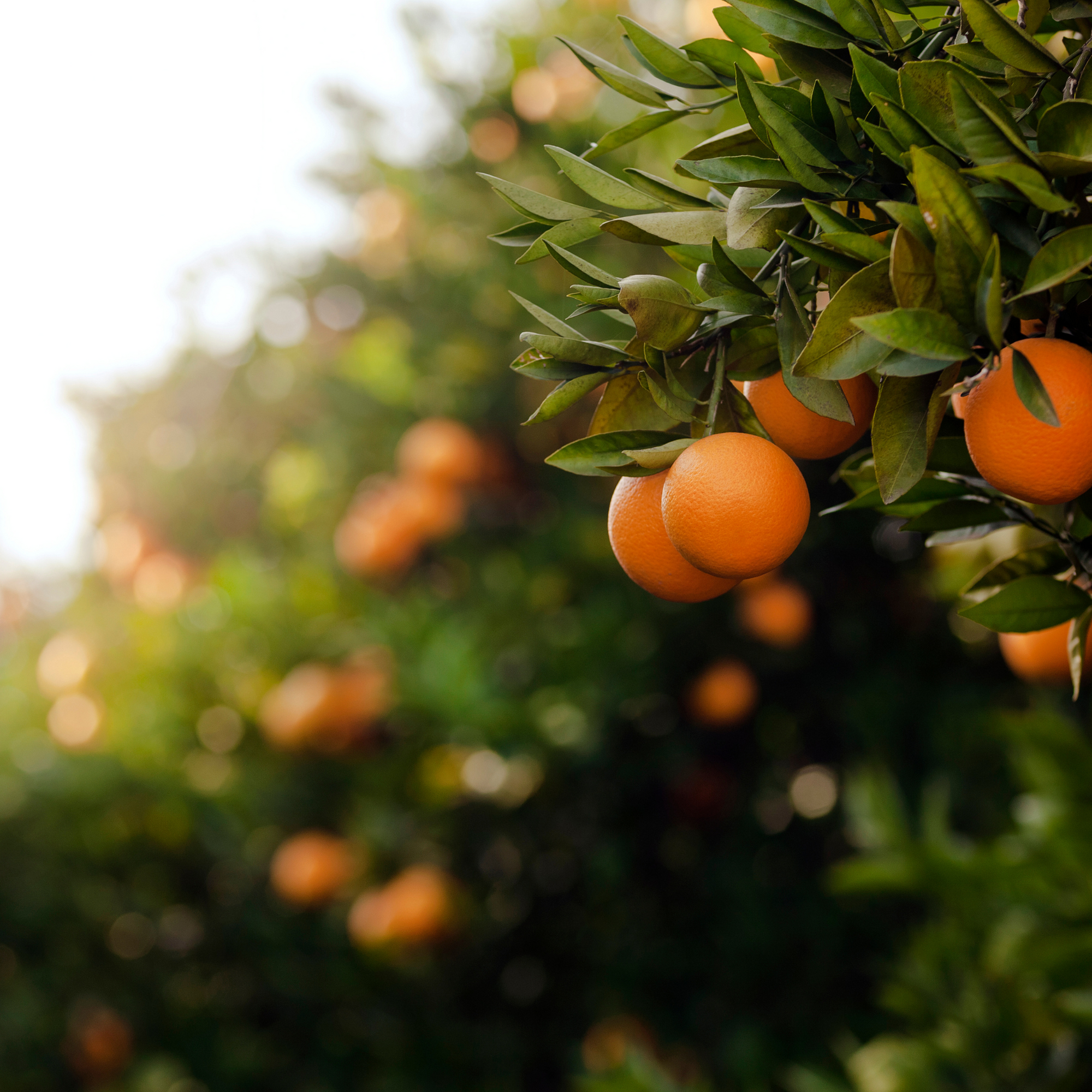 Luxury Skincare for Dry Skin - Wild Orange Oil to Milk Face Cleanser