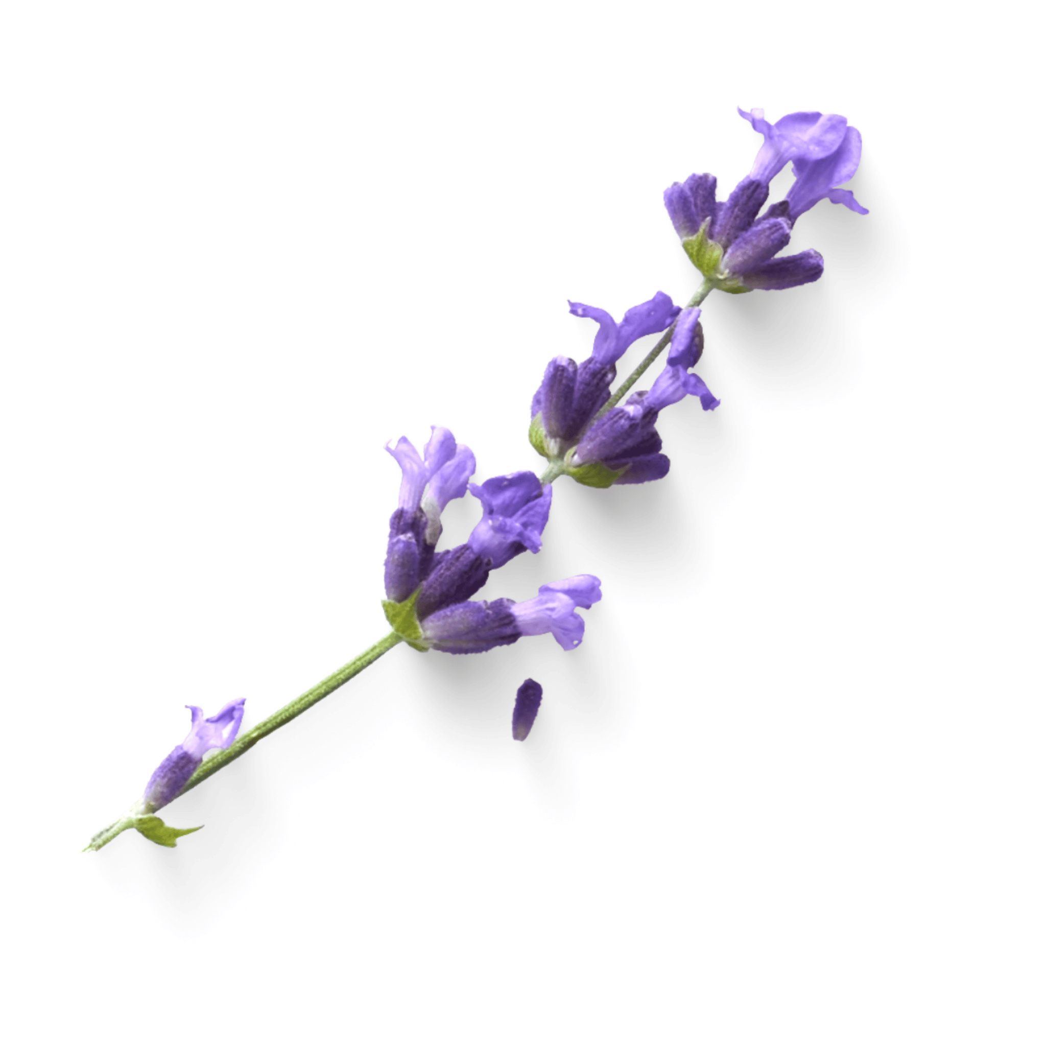 Dry Skin Love Lavender PreShampoo Scalp Oil Dry Skin Love Skincare