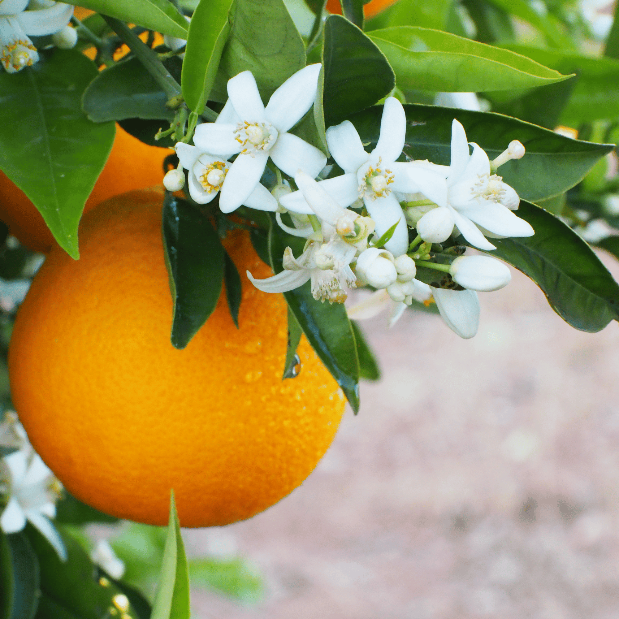 Orange Essential Oil Skin Benefits