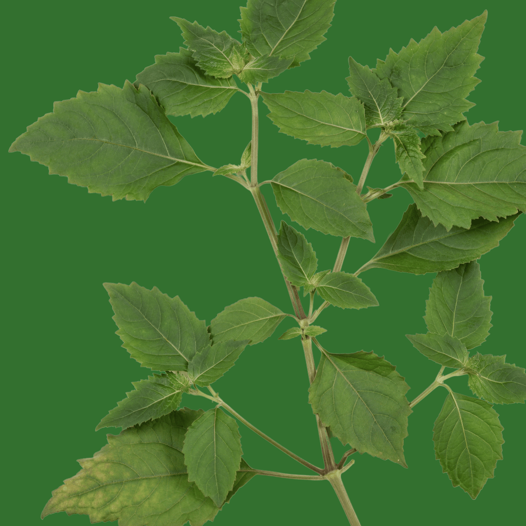 Dark Patchouli Essential Oil