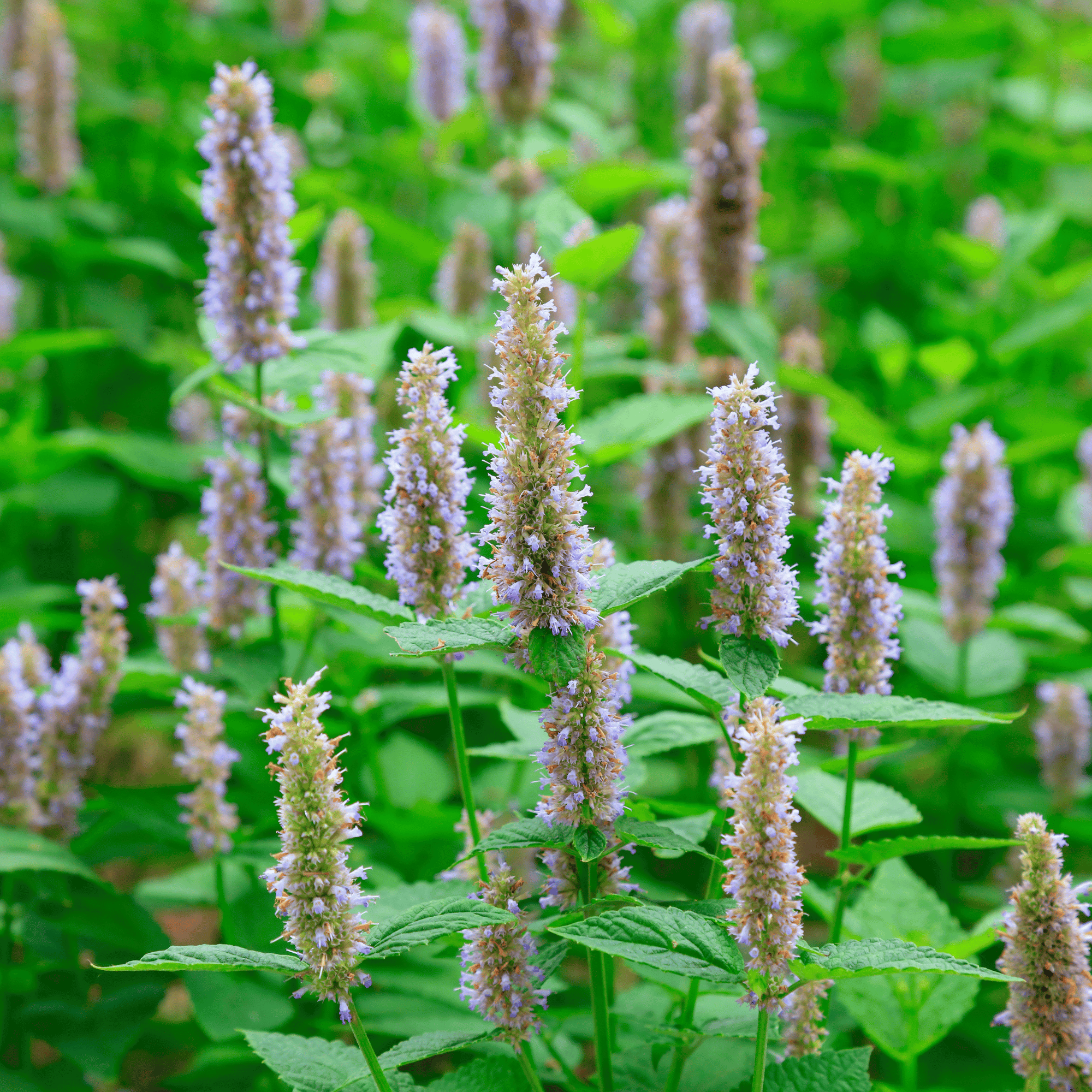 Green Patchouli Plant with purple flowers