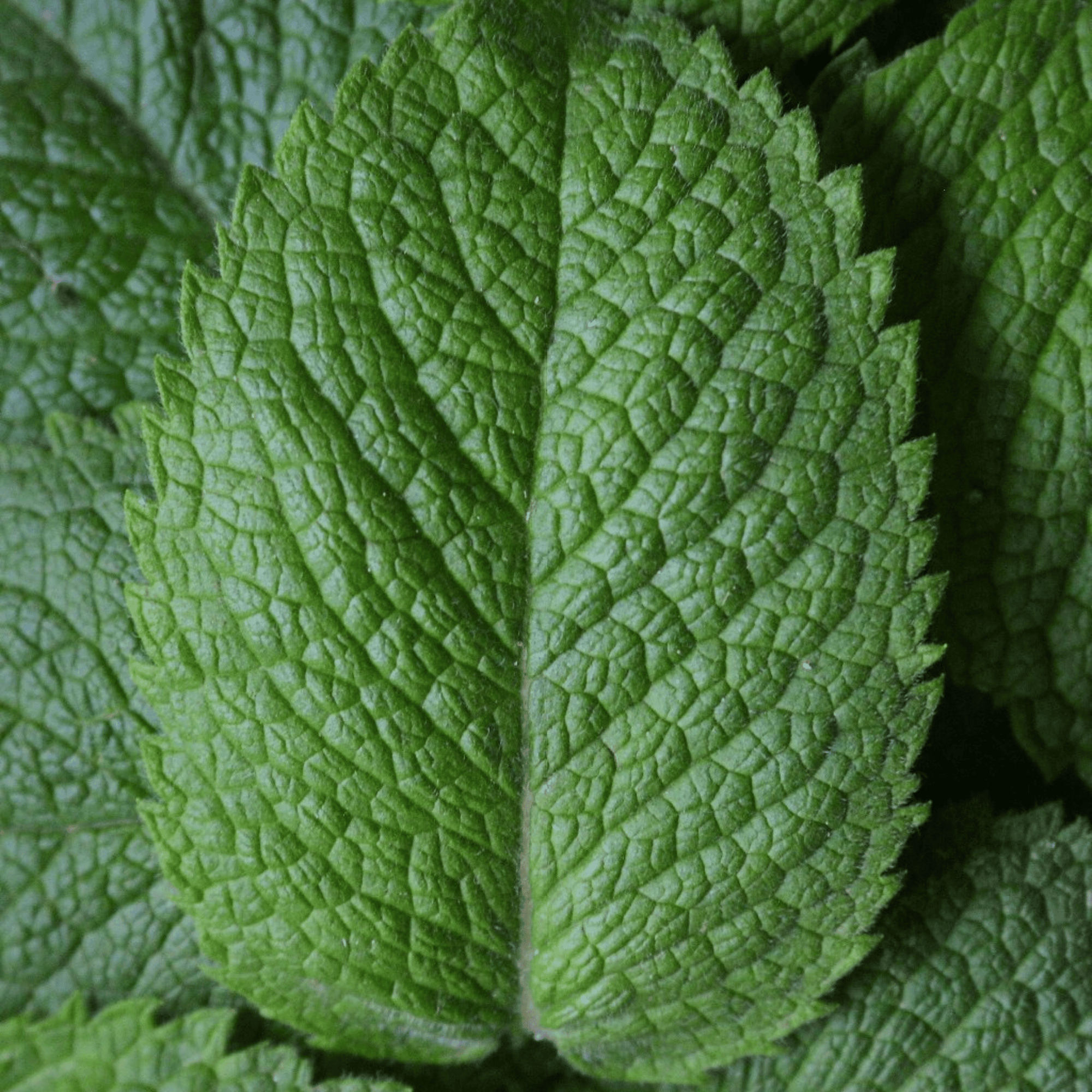 Dry Skin Love Peppermint Pre-Shampoo Scalp Oil