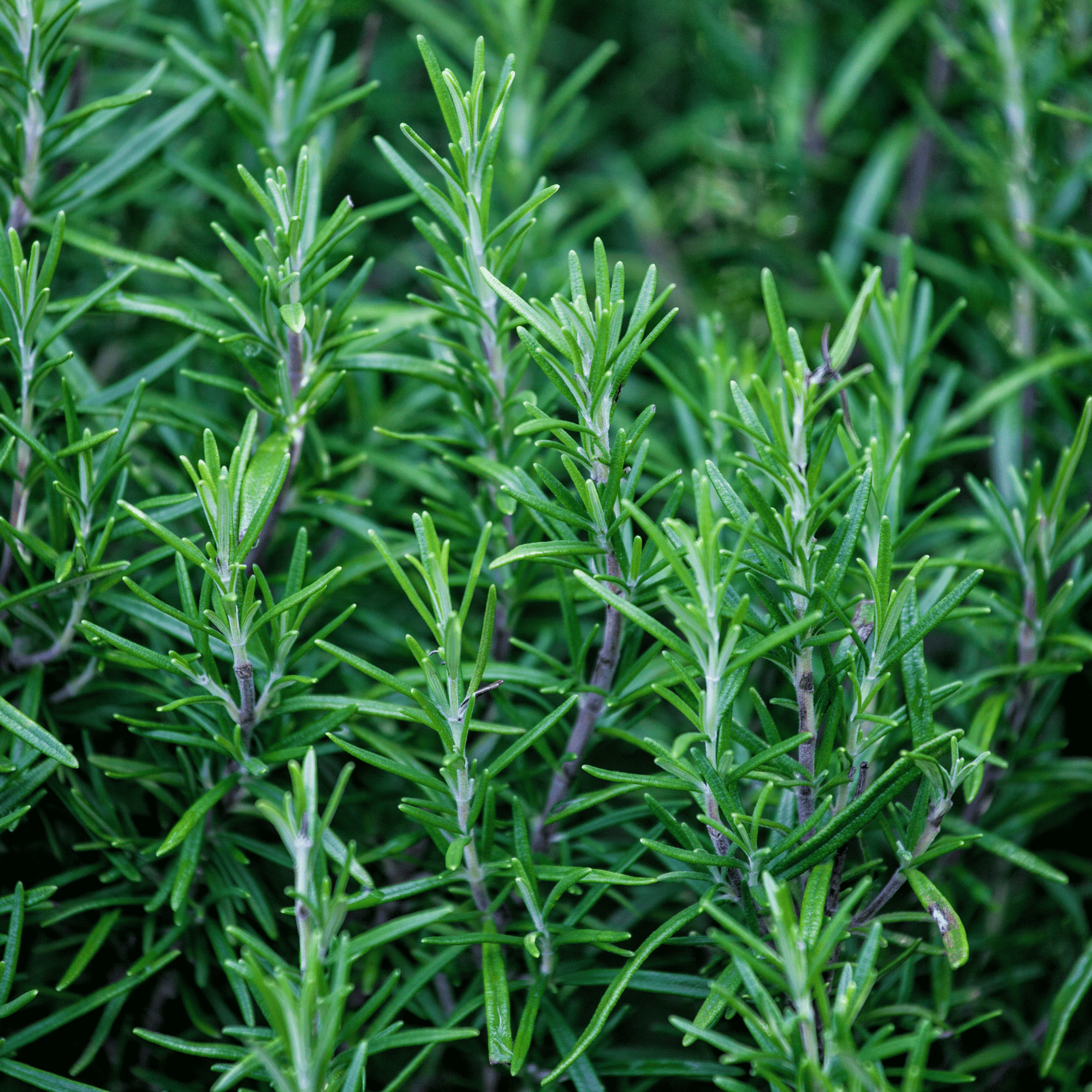 Dry Skin Love Rosemary Pre-Shampoo Scalp Oil