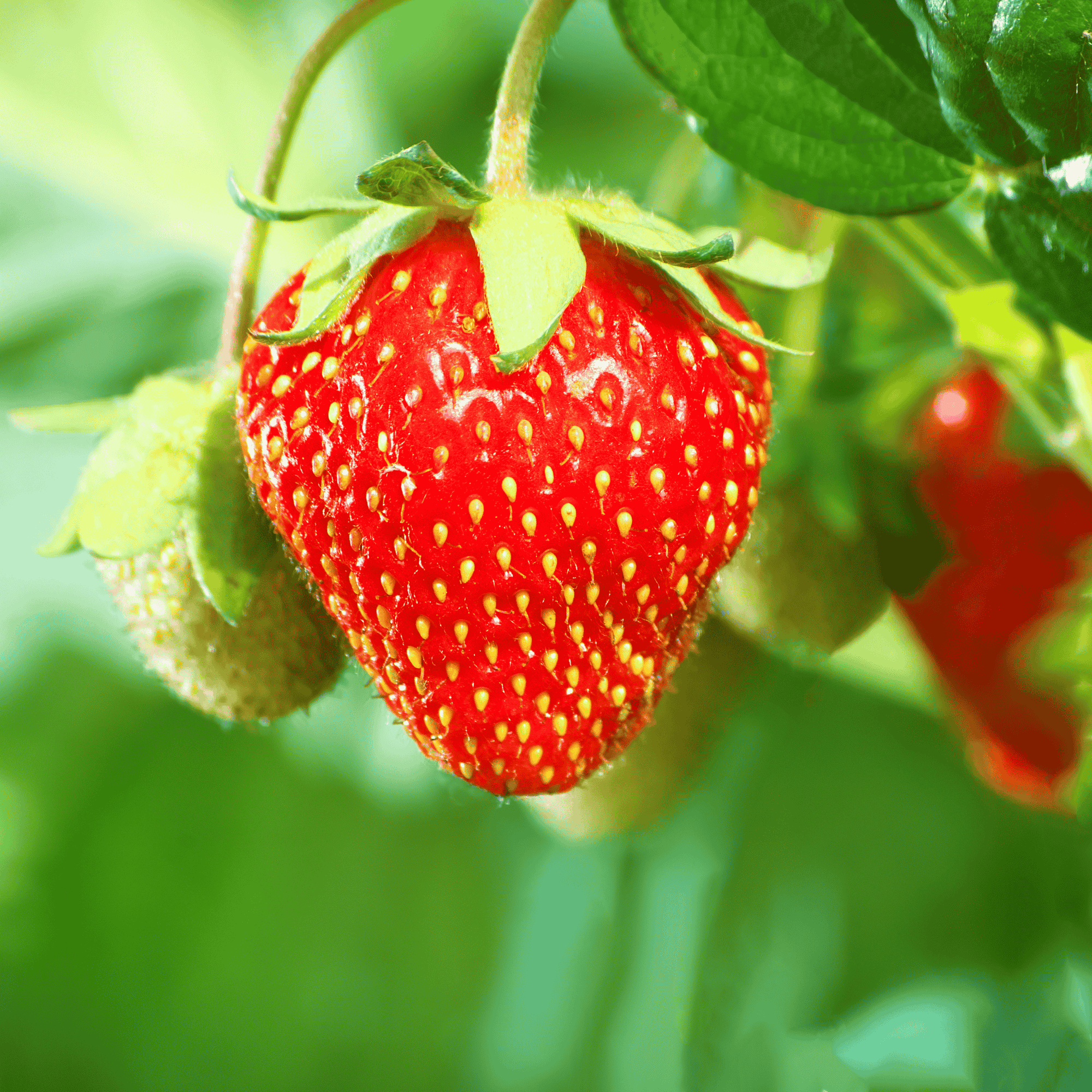Strawberry Seed Oil Skin Benefits